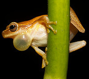 frog with a distended vocal sac