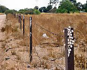 Snails estivating on fence posts