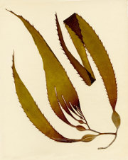 Macrocystis integrifolia - giant bladder kelp