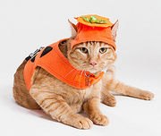 cat in a pumpkin costume
