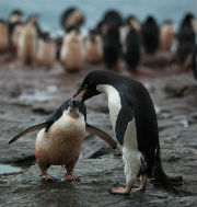 Ad�lie Penguin regurgitates krill for its chick