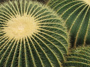 cactus, a xerophilic plant