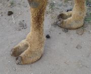 camel toes