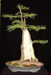 A Bald Cypress Bonsai