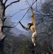 brachiating gibbon