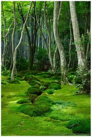 Giyo-ji temple, Kyoto, Japan