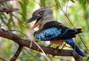 blue-winged kookaburra