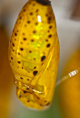 chrysalis