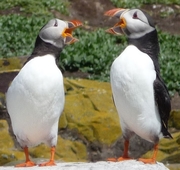 puffins