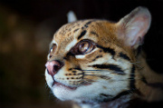 Ocelot