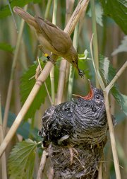 A reed warbler raising the young of a cuckoo