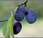 damson