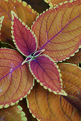 Rustic Orange Coleus with decussate leaves