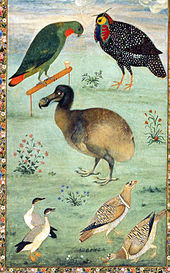 dodo