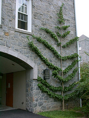 Ginko espalier