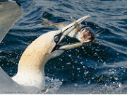 gannet