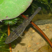 A gudgeon fish