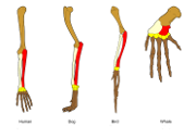 homologous structures