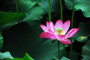 lotus