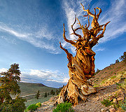 Methuselah tree