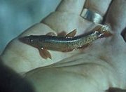 Loach minnow