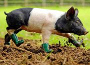 Cinders, the mysophobic piglet