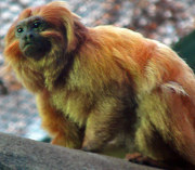 Golden lion tamarins