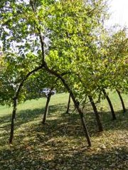 Pleached arches