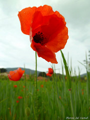 poppy flower