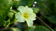 primrose