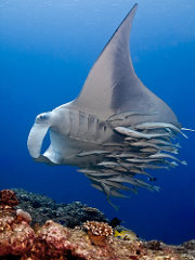 Remoras with manta ray