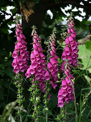 foxglove