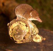 pygmy shrew