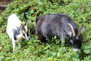 goats: Smurf & Shakira