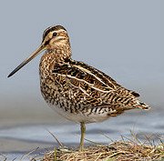 snipe