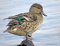 teal duck