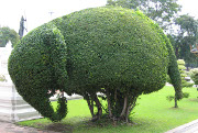 Elephant topiary, National Museum, Bangkok, Thailand