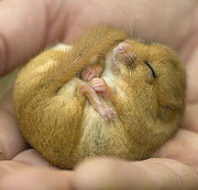 Torpid Hazel Dormouse