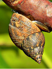 Mangrove Periwinkle