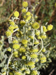 Wormwood (Artemisia absinthium)